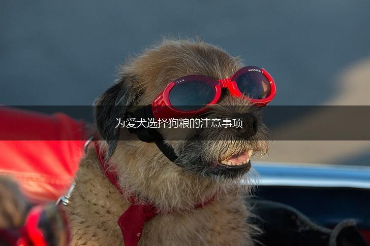 为爱犬选择狗粮的注意事项,第1张