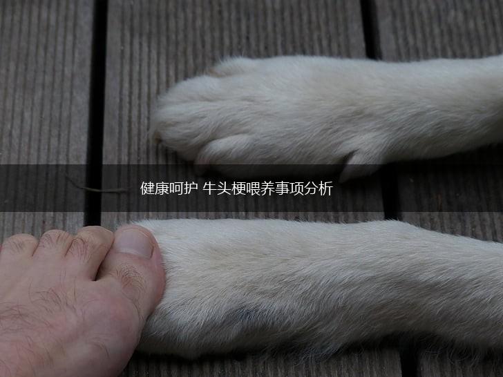 健康呵护 牛头梗喂养事项分析,第1张