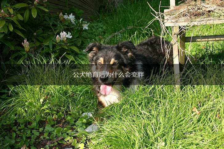 公犬绝育后为什么会变胖,第1张