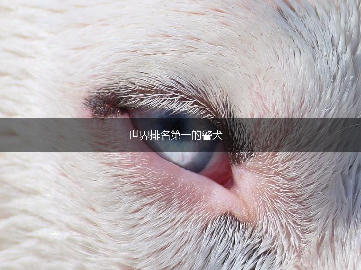 世界排名第一的警犬,第1张