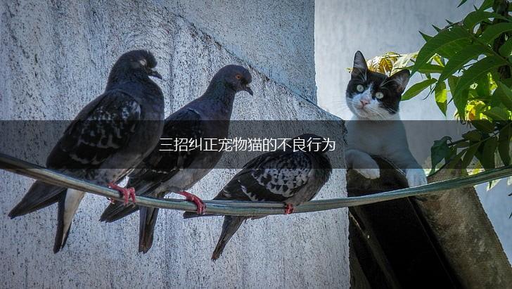 三招纠正宠物猫的不良行为,第1张