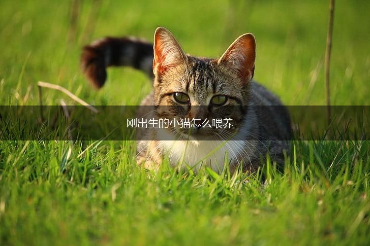 刚出生的小猫怎么喂养,第1张