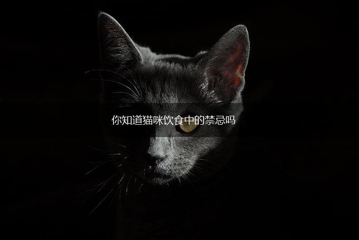你知道猫咪饮食中的禁忌吗,第1张