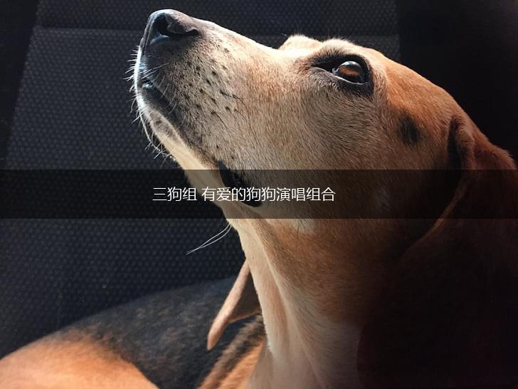 三狗组 有爱的狗狗演唱组合,第1张