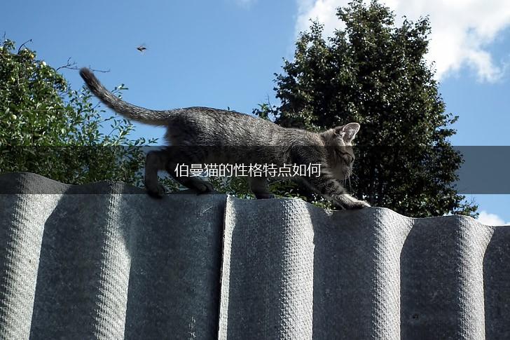 伯曼猫的性格特点如何,第1张