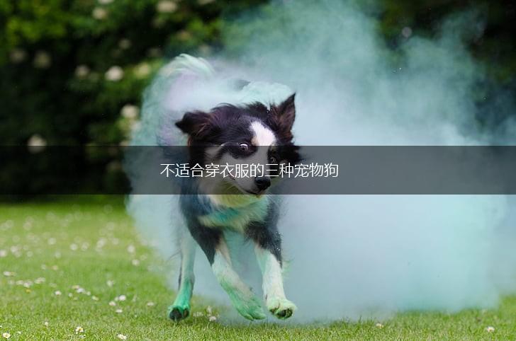 不适合穿衣服的三种宠物狗,第1张