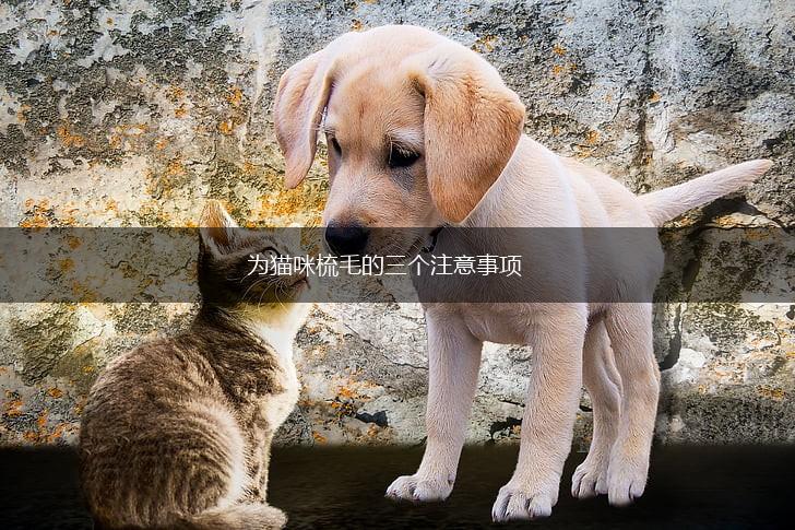为猫咪梳毛的三个注意事项,第1张