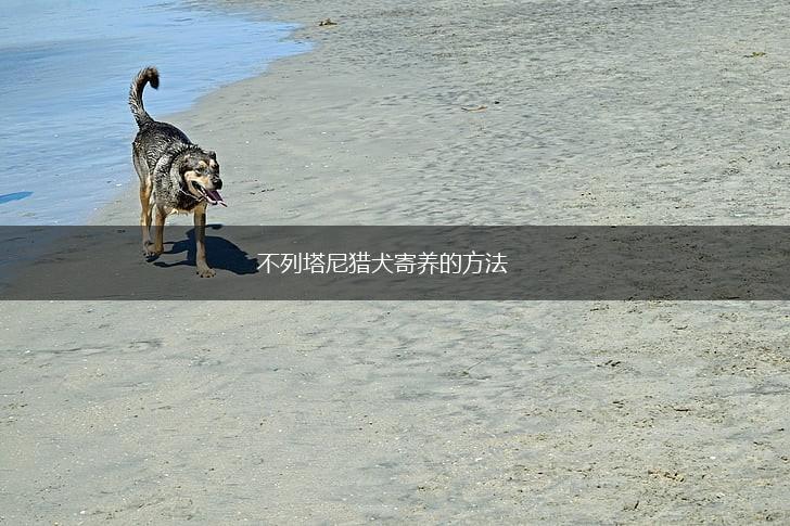 不列塔尼猎犬寄养的方法,第1张