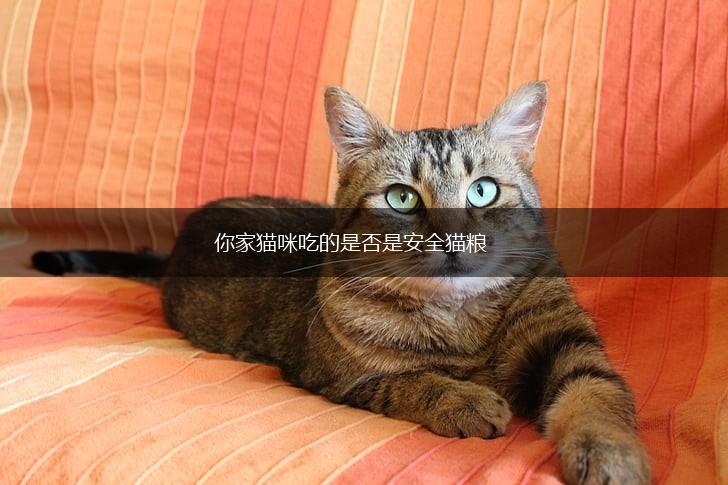 你家猫咪吃的是否是安全猫粮,第1张