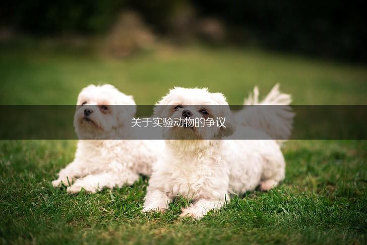 关于实验动物的争议,第1张