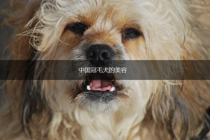 中国冠毛犬的美容,第1张