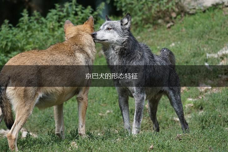 京巴犬的形态特征,第1张