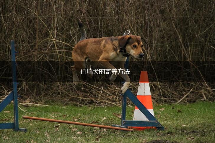 伯瑞犬的寄养方法,第1张