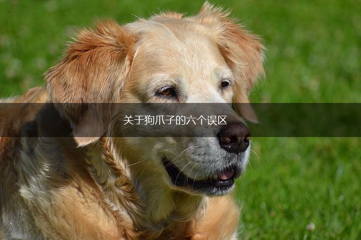 关于狗爪子的六个误区,第1张