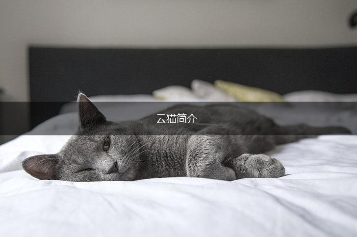 云猫简介,第1张