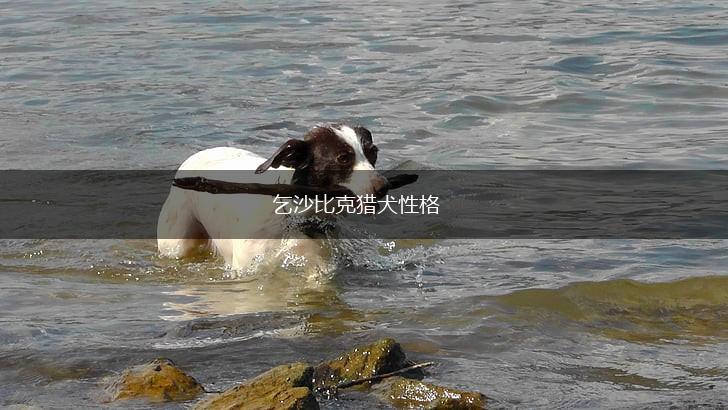 乞沙比克猎犬性格,第1张