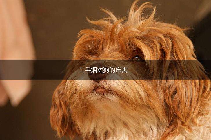 二手烟对狗的伤害,第1张