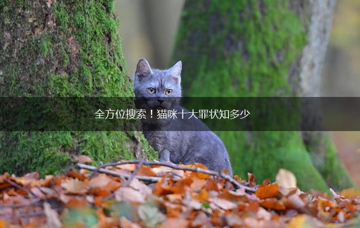 全方位搜索！猫咪十大罪状知多少,第1张