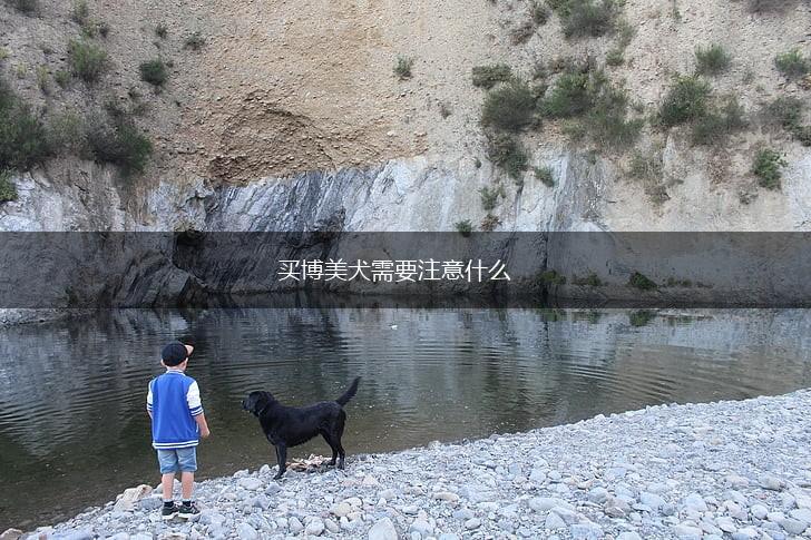 买博美犬需要注意什么,第1张