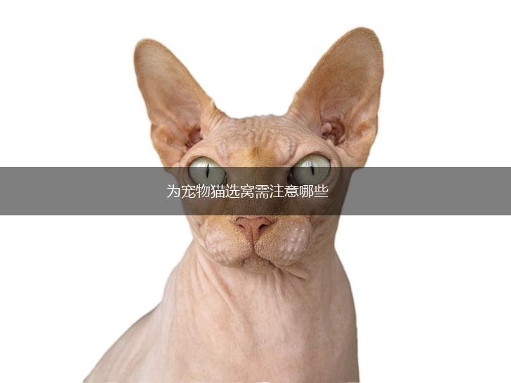 为宠物猫选窝需注意哪些,第1张