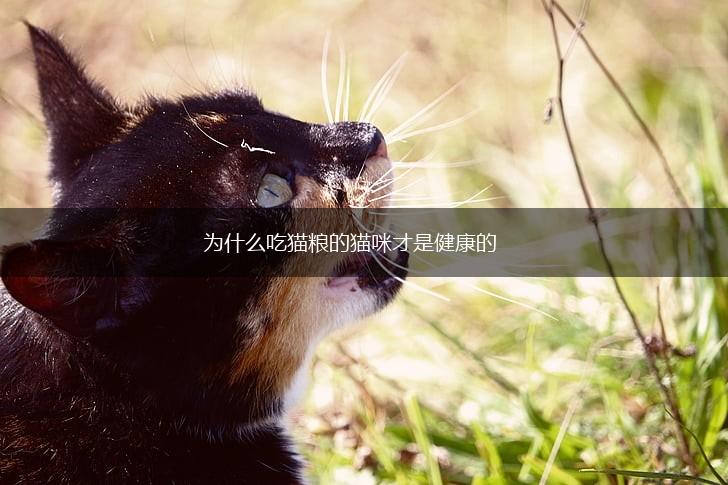 为什么吃猫粮的猫咪才是健康的,第1张