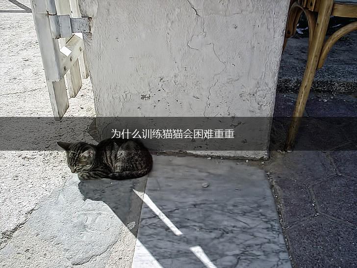 为什么训练猫猫会困难重重,第1张