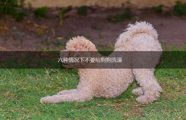 六种情况下不要给狗狗洗澡,第1张