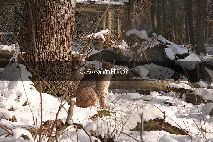 东奇尼猫品种简介,第1张