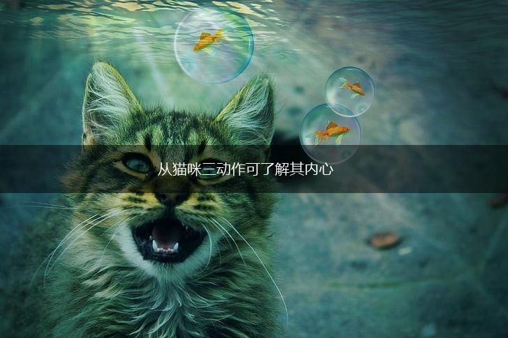 从猫咪三动作可了解其内心,第1张