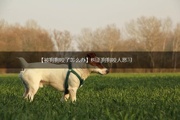 【被狗狗咬了怎么办】纠正狗狗咬人恶习,第1张