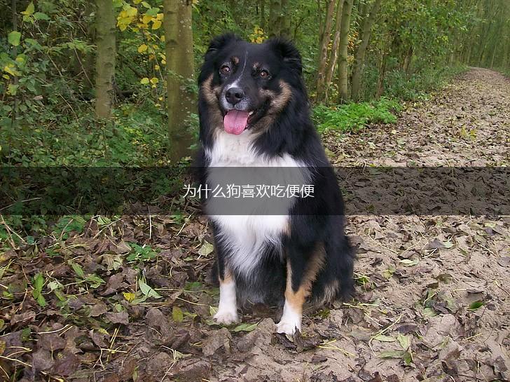 为什么狗喜欢吃便便,第1张