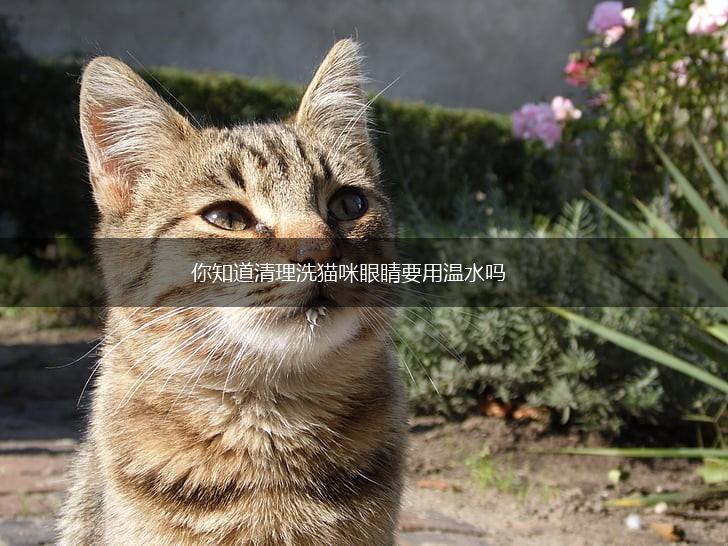 你知道清理洗猫咪眼睛要用温水吗,第1张