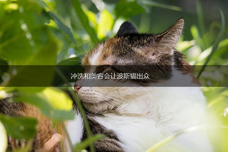 冲洗和美容会让波斯猫出众,第1张