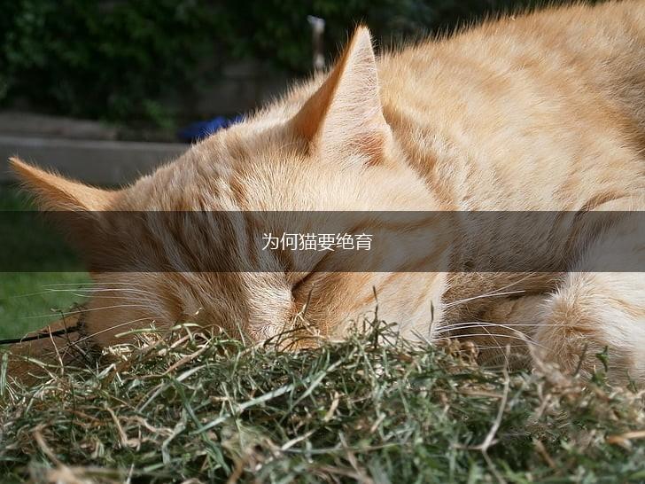 为何猫要绝育,第1张