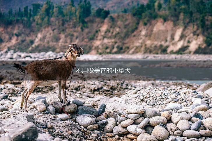不用做美容的小型犬,第1张