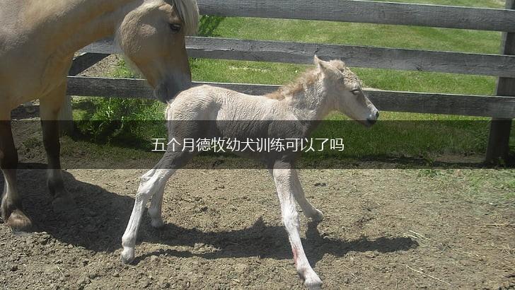 五个月德牧幼犬训练可以了吗,第1张