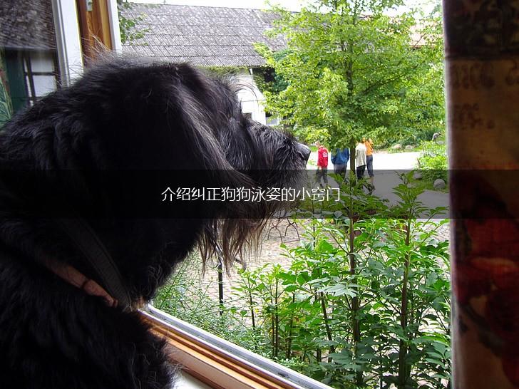 介绍纠正狗狗泳姿的小窍门,第1张