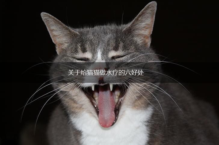 关于给猫猫做水疗的六好处,第1张