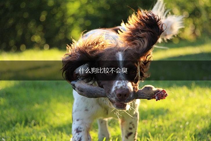 什么狗比较不会臭,第1张
