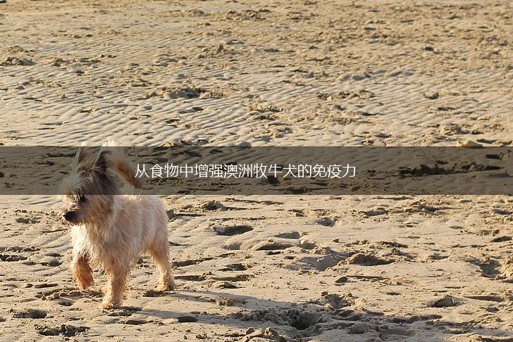 从食物中增强澳洲牧牛犬的免疫力,第1张