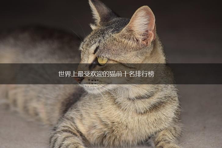 世界上最受欢迎的猫前十名排行榜,第1张