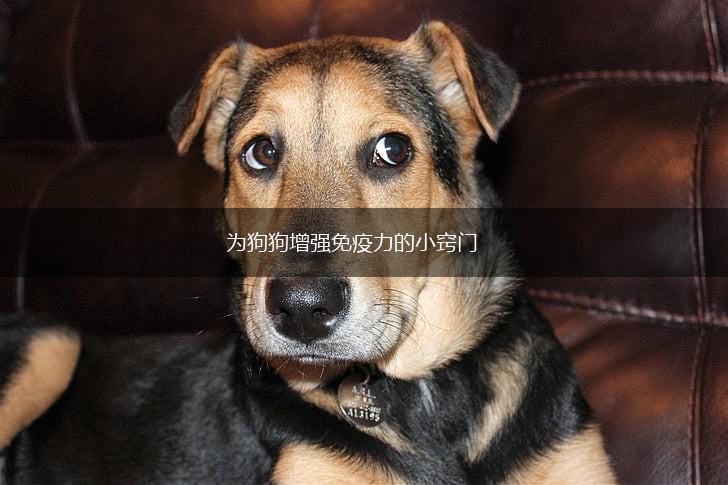 为狗狗增强免疫力的小窍门,第1张