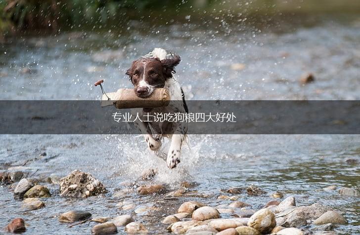 专业人士说吃狗粮四大好处,第1张
