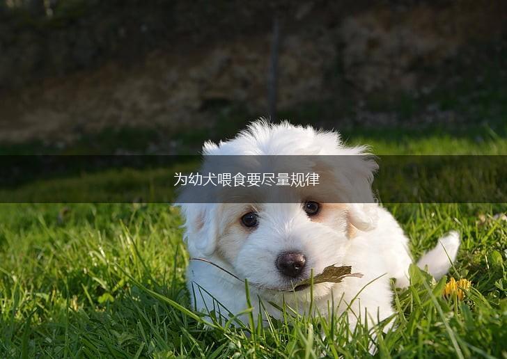 为幼犬喂食要尽量规律,第1张