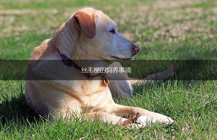 丝毛梗的饲养事项,第1张