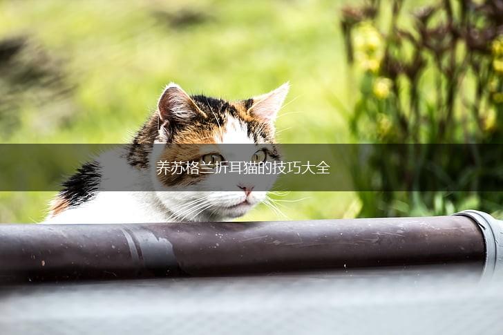 养苏格兰折耳猫的技巧大全,第1张