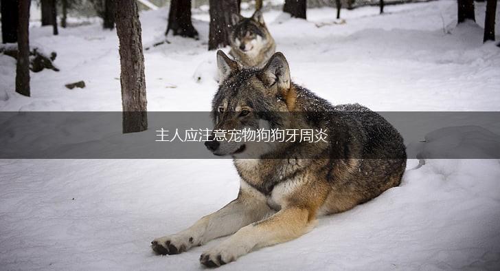 主人应注意宠物狗狗牙周炎,第1张