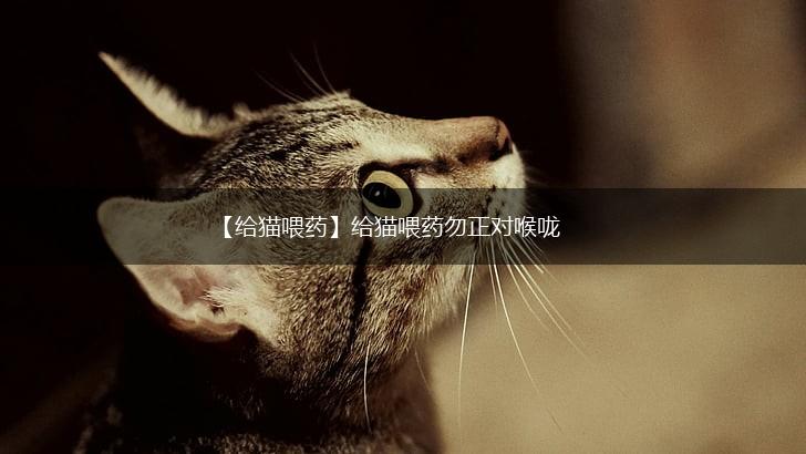 【给猫喂药】给猫喂药勿正对喉咙,第1张