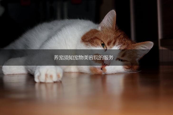 养宠须知宠物美容院的服务,第1张