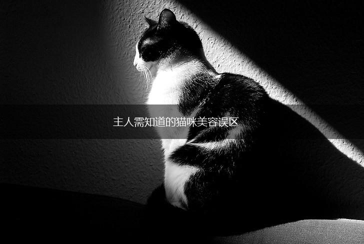 主人需知道的猫咪美容误区,第1张